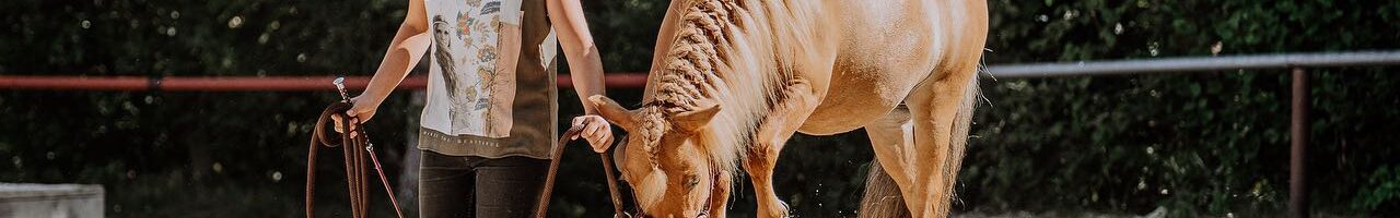 Cours et Stage de HorseComplicity