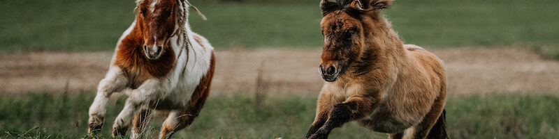 Élevage de Calicy Poneys Suisse